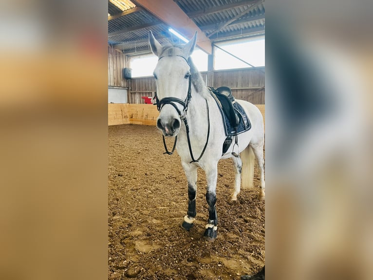 Holsteiner Wallach 14 Jahre 178 cm Schimmel in Aichwald