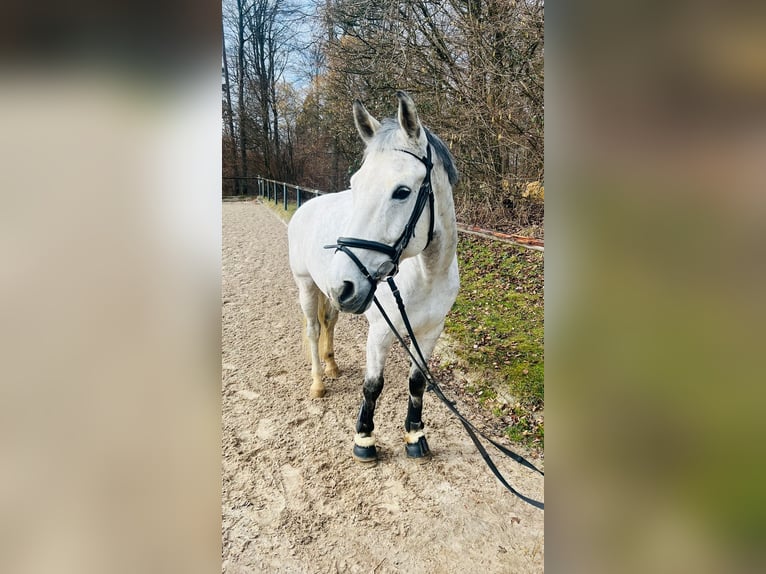 Holsteiner Wallach 14 Jahre 178 cm Schimmel in Aichwald