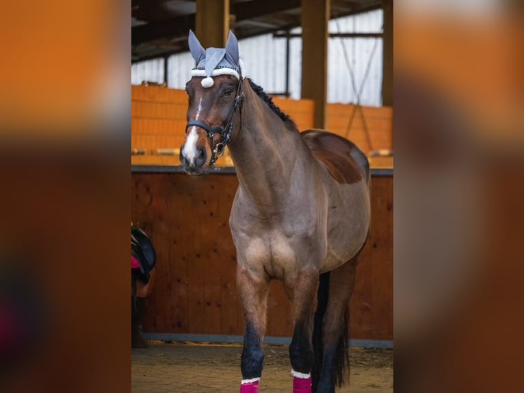 Holsteiner Wallach 14 Jahre 180 cm Brauner in Ascheberg