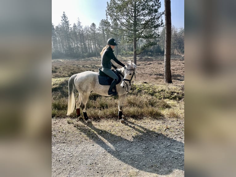 Holsteiner Wallach 15 Jahre 160 cm Schimmel in Süderlügum Holsteiner Wallach 15 Jahre 160 cm Schimmel in Süderlügum