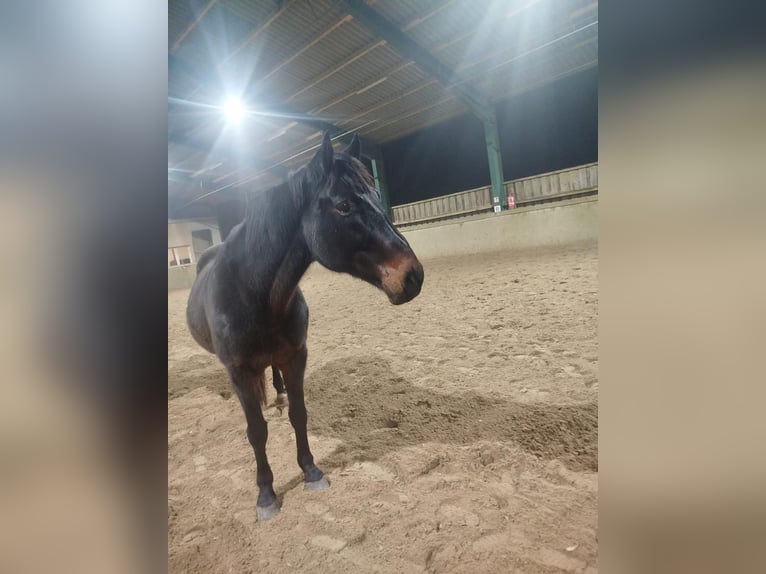 Holsteiner Wallach 15 Jahre 165 cm Brauner in WaldbrölW