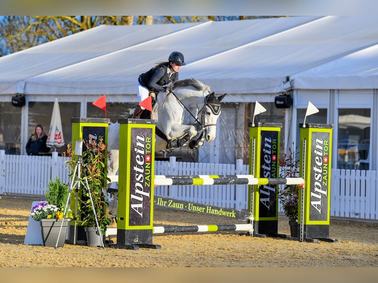 Holsteiner Wallach 15 Jahre 165 cm Schimmel in Oberaach
