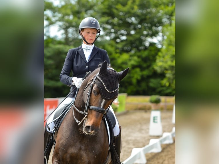 Holsteiner Wallach 15 Jahre 167 cm Dunkelbrauner in Freienwill