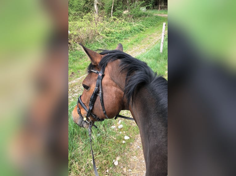 Holsteiner Wallach 15 Jahre 168 cm Brauner in Kaufbeuren