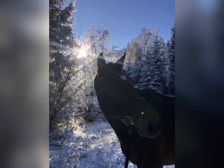 Holsteiner Wallach 15 Jahre 168 cm Brauner in Kaufbeuren