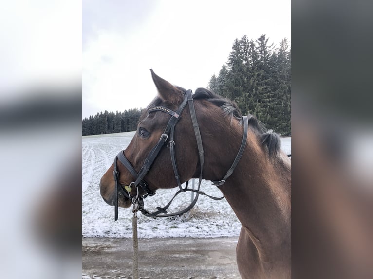 Holsteiner Wallach 15 Jahre 168 cm Brauner in Kaufbeuren