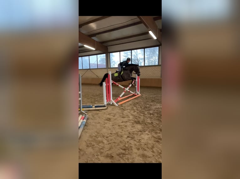 Holsteiner Wallach 15 Jahre 168 cm Dunkelbrauner in Gescher