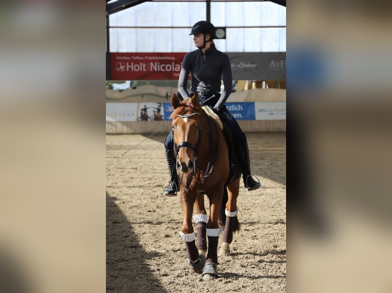 Holsteiner Wallach 15 Jahre 168 cm Fuchs in Flensburg