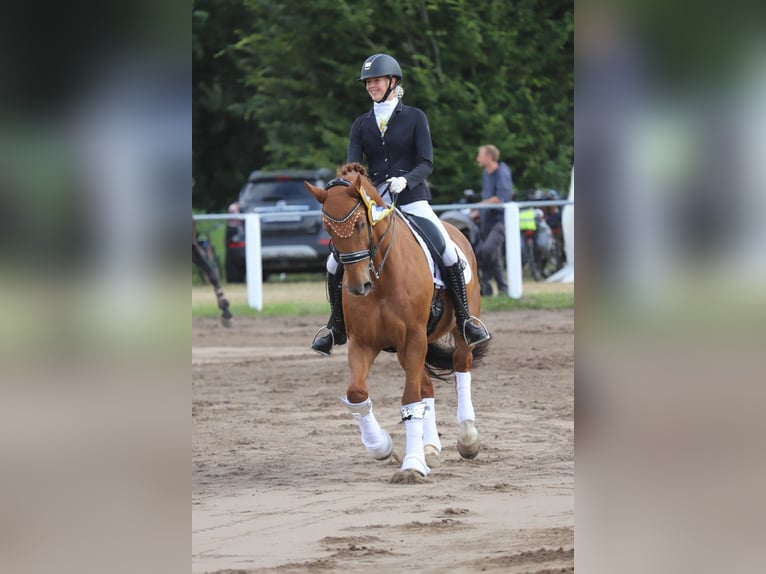 Holsteiner Wallach 15 Jahre 168 cm Fuchs in Flensburg