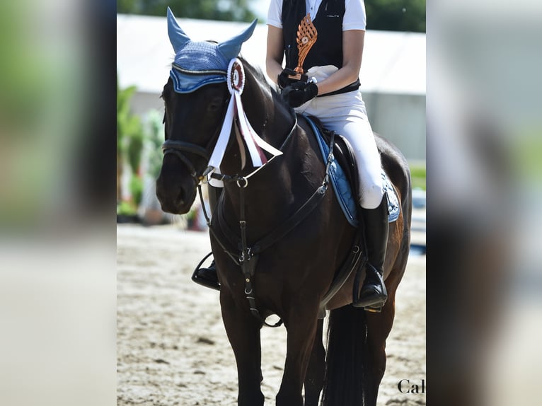 Holsteiner Wallach 15 Jahre 168 cm Rappe in Ljubljana