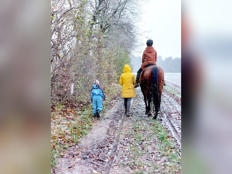 Holsteiner Mix Wallach 15 Jahre 170 cm Brauner in Bad Oldesloe