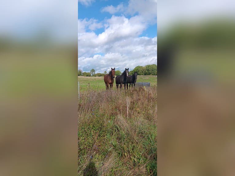 Holsteiner Mix Wallach 15 Jahre 170 cm Brauner in Bad Oldesloe