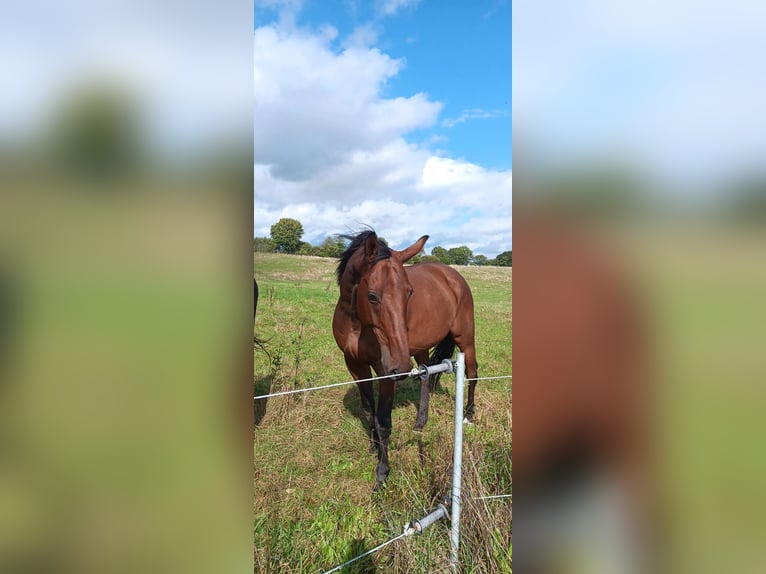 Holsteiner Mix Wallach 15 Jahre 170 cm Brauner in Bad Oldesloe