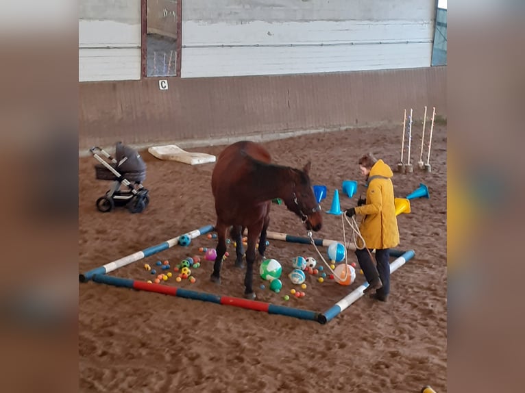 Holsteiner Mix Wallach 15 Jahre 170 cm Brauner in Bad Oldesloe