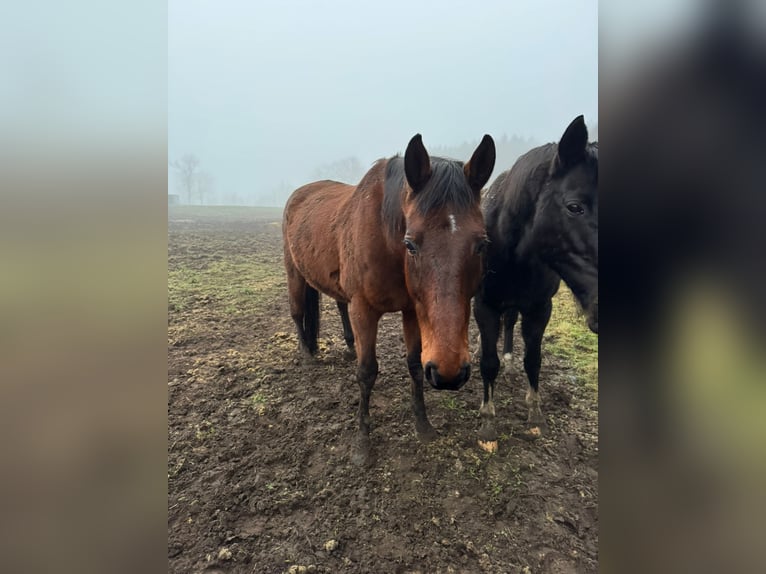 Holsteiner Mix Wallach 15 Jahre 170 cm Brauner in Bad Oldesloe