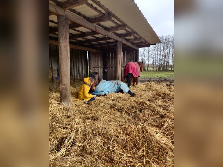 Holsteiner Mix Wallach 15 Jahre 170 cm Brauner in Bad Oldesloe