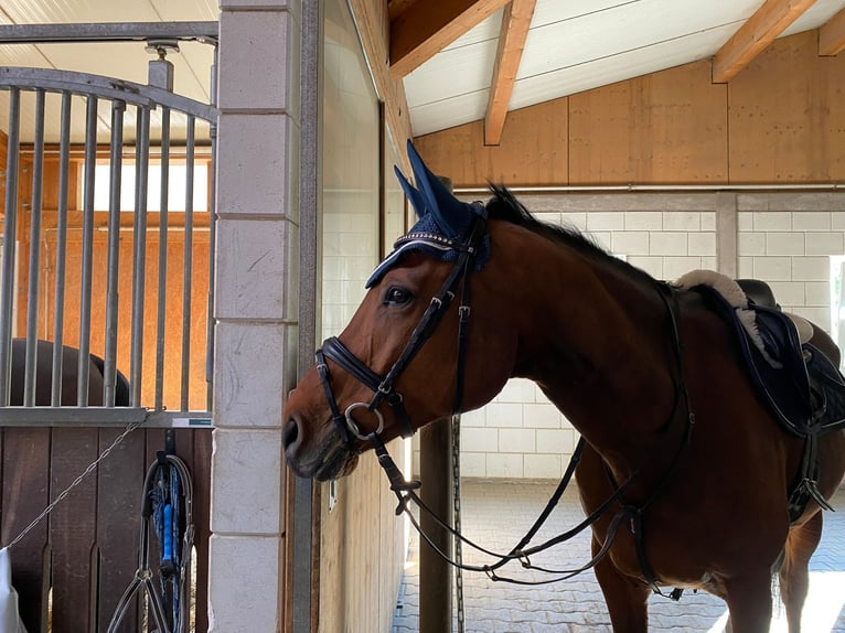 Holsteiner Wallach 15 Jahre 170 cm Brauner in Filderstadt