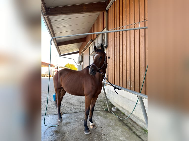 Holsteiner Wallach 15 Jahre 170 cm Brauner in Filderstadt