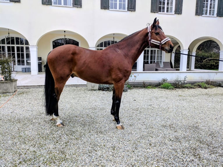 Holsteiner Wallach 15 Jahre 170 cm Dunkelbrauner in Geisenfeld