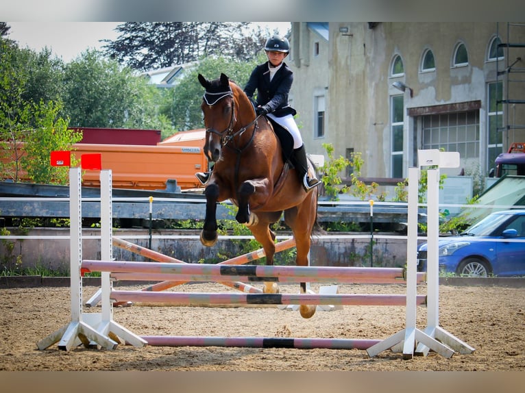 Holsteiner Wallach 15 Jahre 171 cm Brauner in Peiting