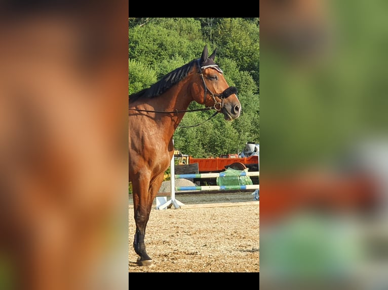Holsteiner Wallach 15 Jahre 171 cm Brauner in Peiting