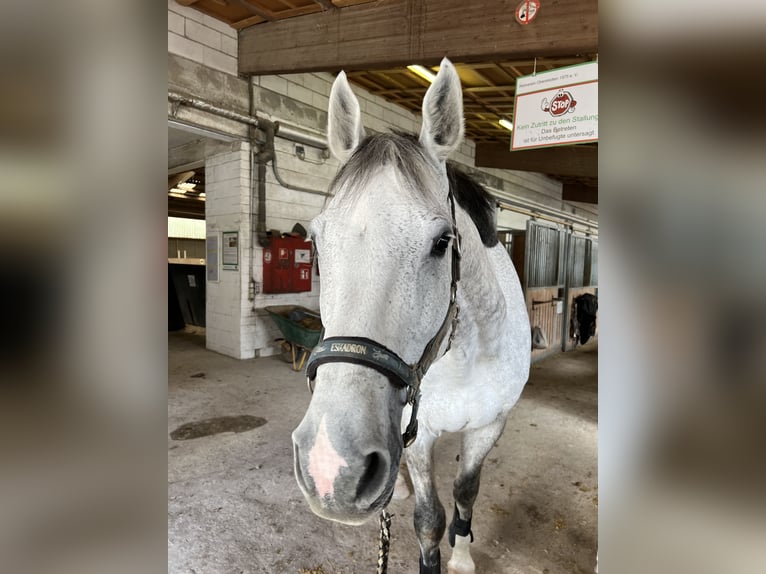 Holsteiner Wallach 15 Jahre 172 cm Schimmel in Gie&#xDF;en