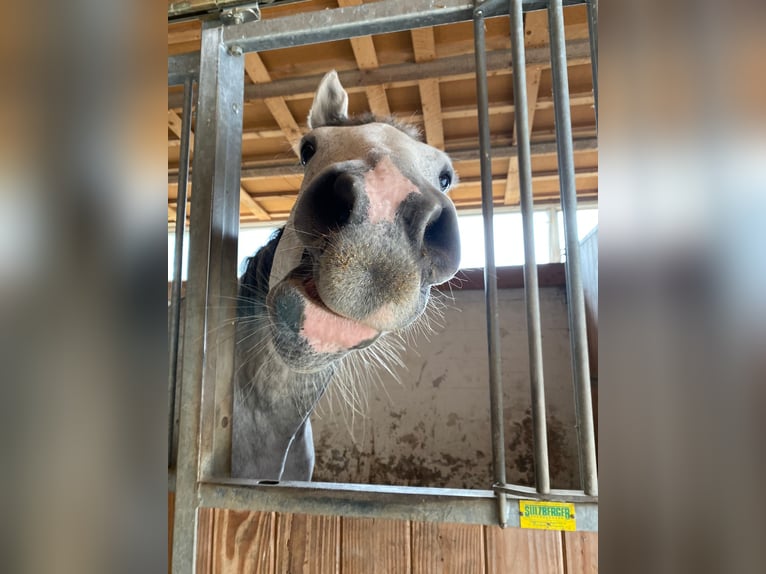 Holsteiner Wallach 15 Jahre 172 cm Schimmel in Gie&#xDF;en