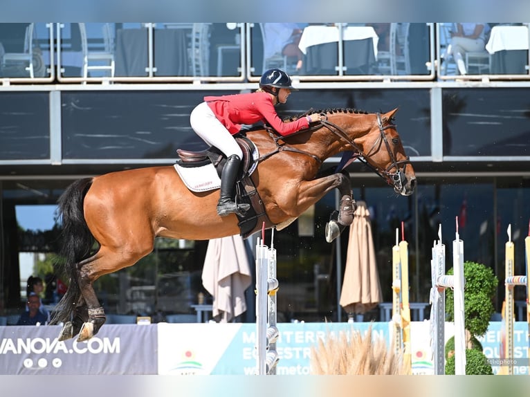 Holsteiner Wallach 15 Jahre 173 cm Brauner in Gönyű