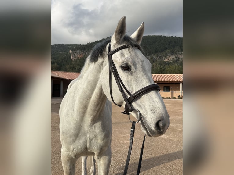Holsteiner Wallach 15 Jahre 173 cm Schimmel in Palma De Mallorca