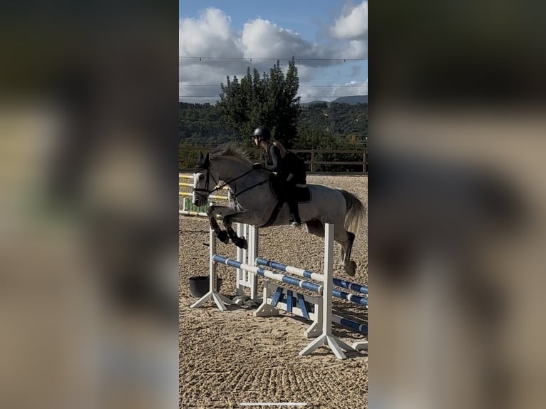 Holsteiner Wallach 15 Jahre 173 cm Schimmel in Palma De Mallorca