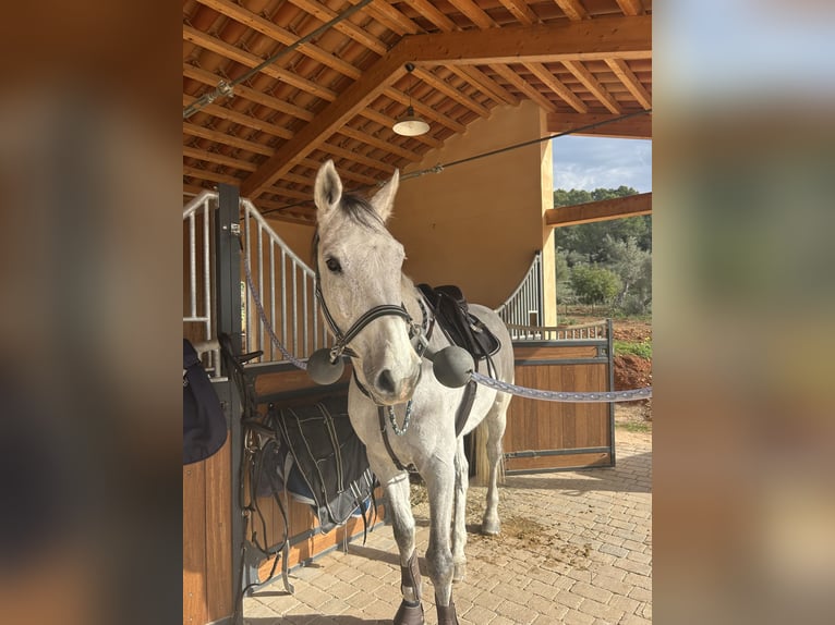 Holsteiner Wallach 15 Jahre 173 cm Schimmel in Palma De Mallorca