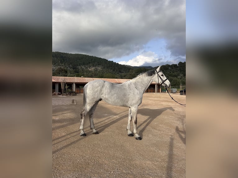 Holsteiner Wallach 15 Jahre 173 cm White in Palma de Mallorca