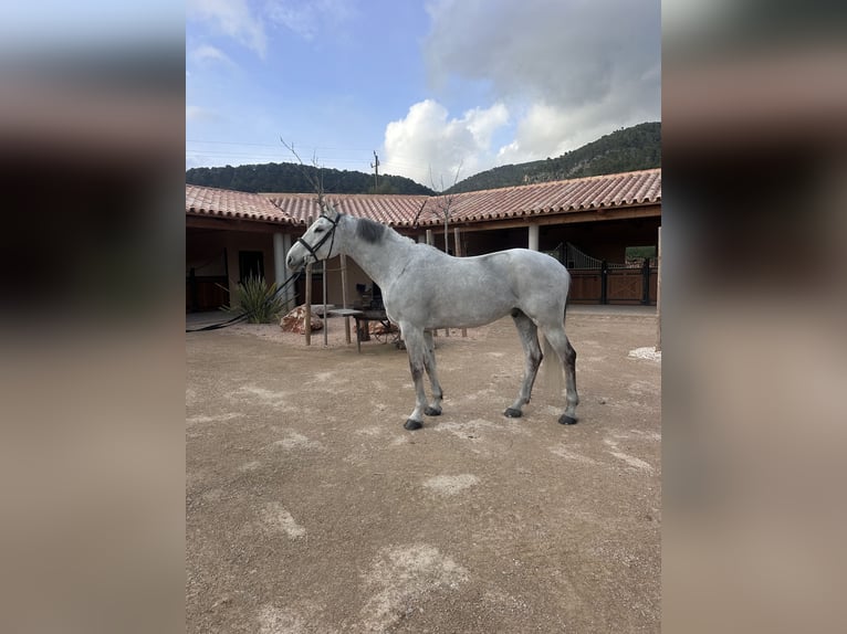 Holsteiner Wallach 15 Jahre 173 cm White in Palma de Mallorca