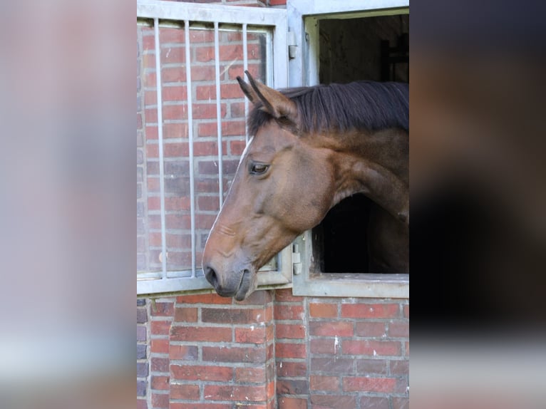 Holsteiner Wallach 15 Jahre 174 cm Brauner in Aurich EgelsAurich