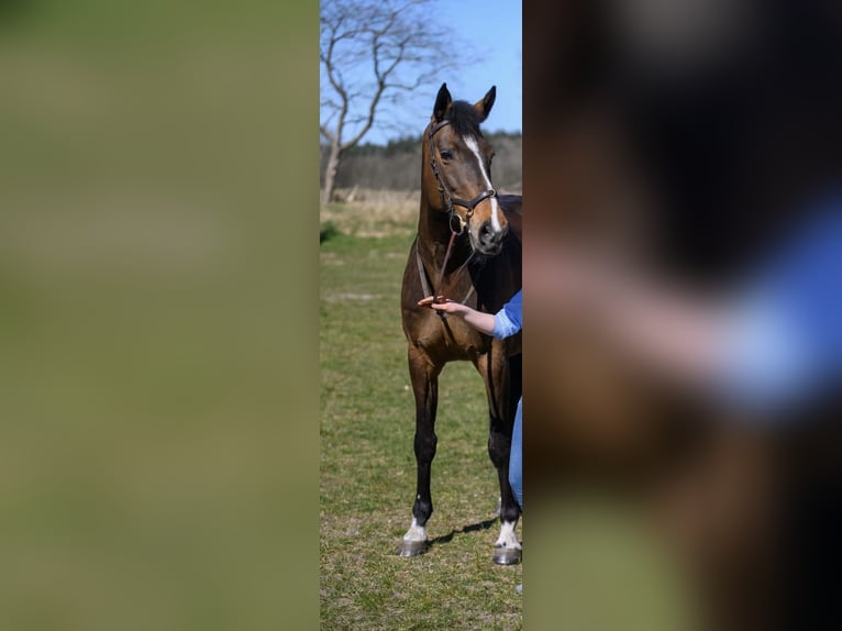 Holsteiner Wallach 15 Jahre 174 cm Brauner in Aurich EgelsAurich