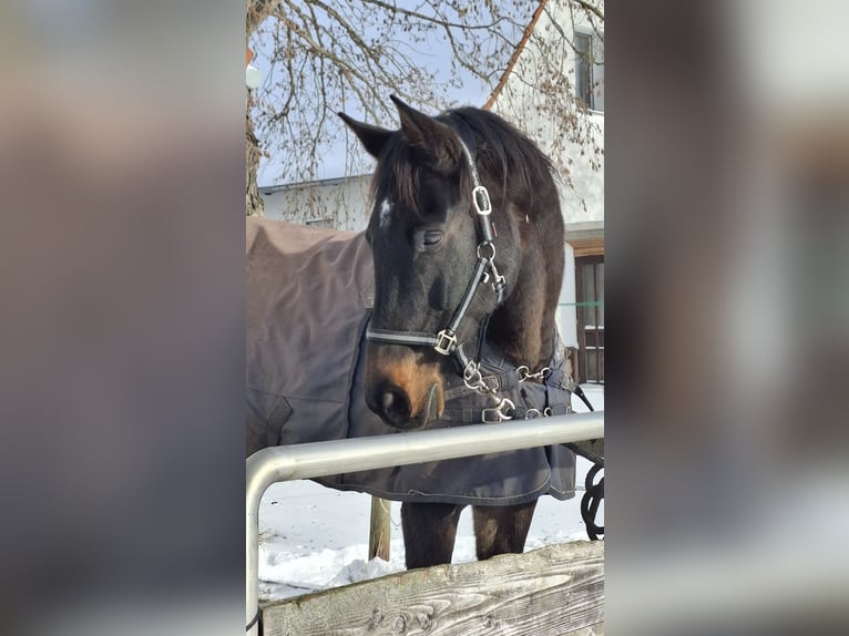 Holsteiner Wallach 15 Jahre 174 cm Dunkelbrauner in Salzatal