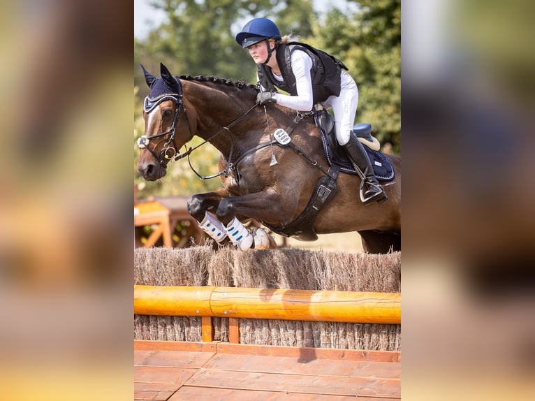 Holsteiner Wallach 15 Jahre 174 cm in Timmendorfer Strand