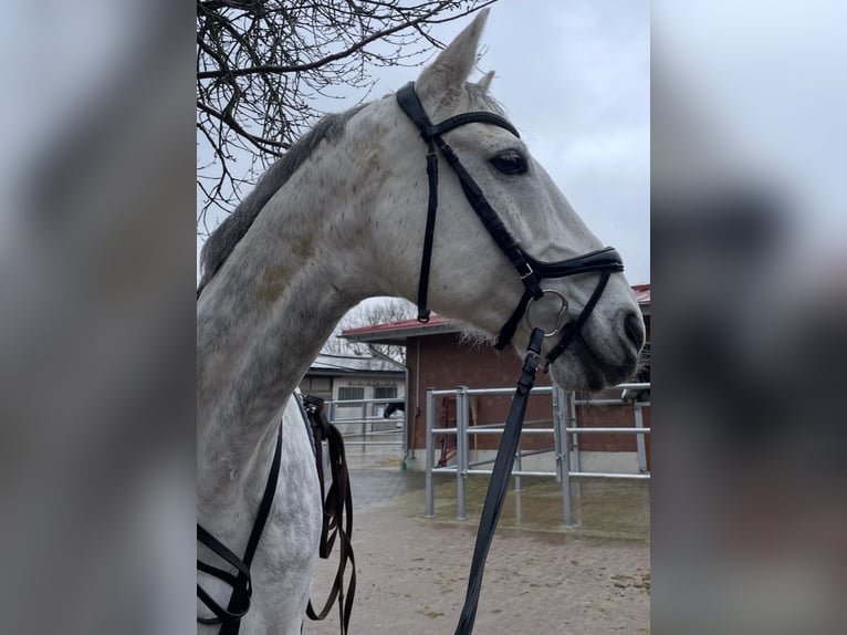 Holsteiner Wallach 15 Jahre 175 cm Apfelschimmel in AhnataL