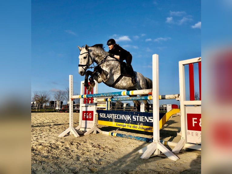 Holsteiner Wallach 15 Jahre 175 cm Apfelschimmel in AhnataL