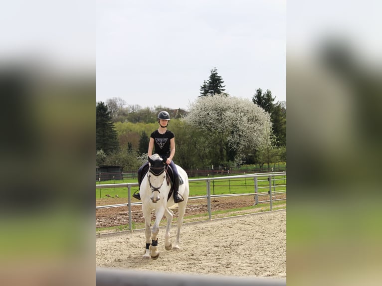 Holsteiner Wallach 15 Jahre 175 cm Schimmel in Staufenberg
