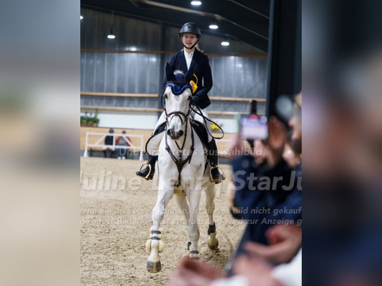 Holsteiner Wallach 15 Jahre 175 cm Schimmel in Staufenberg