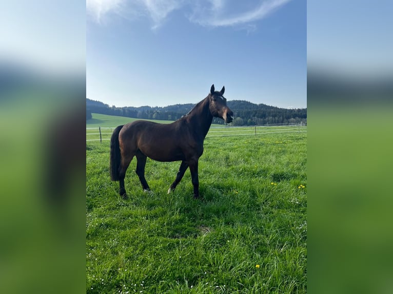 Holsteiner Wallach 15 Jahre 175 cm Schwarzbrauner in Lochen am See