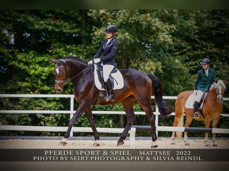 Holsteiner Wallach 15 Jahre 175 cm Schwarzbrauner in Lochen am See