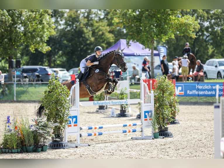 Holsteiner Wallach 15 Jahre 177 cm Schwarzbrauner in Freiberg am Neckar