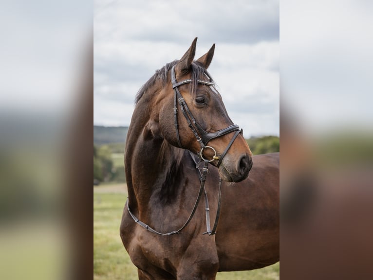 Holsteiner Wallach 15 Jahre 178 cm Brauner in Ellwangen (Jagst)