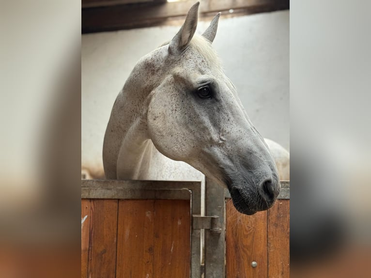 Holsteiner Wallach 15 Jahre 180 cm Fliegenschimmel in Zwickau