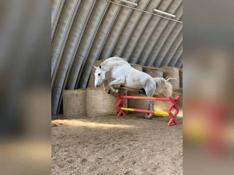 Holsteiner Wallach 15 Jahre 180 cm Schimmel in Steinebrunn