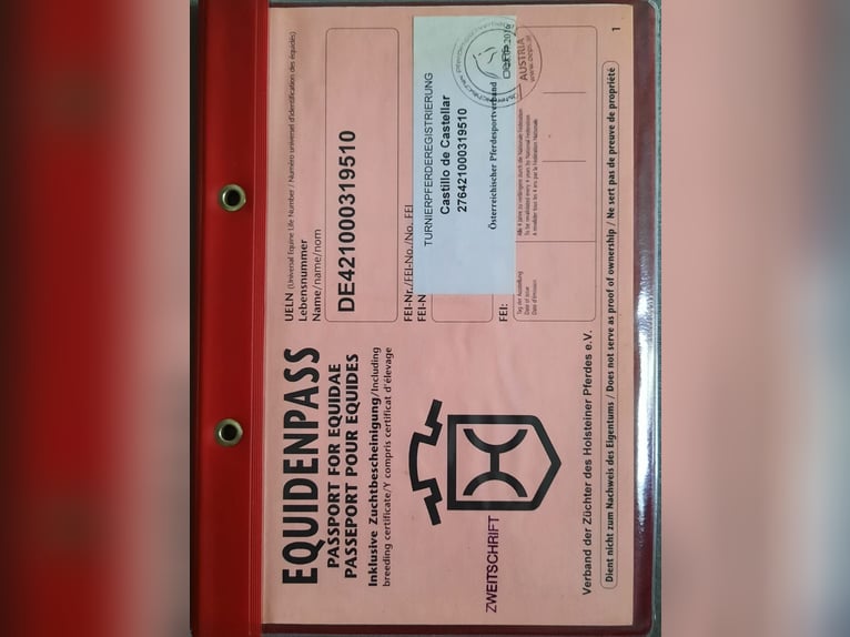 Holsteiner Wallach 15 Jahre 180 cm Schimmel in Steinebrunn