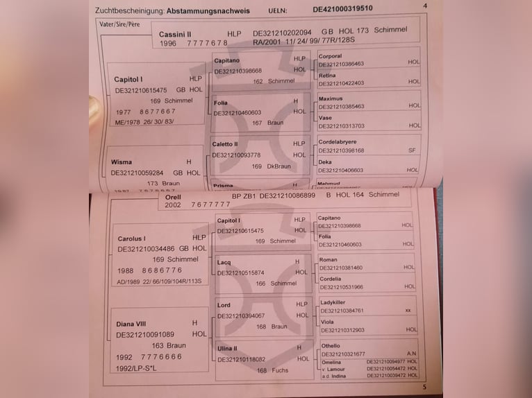Holsteiner Wallach 15 Jahre 180 cm Schimmel in Steinebrunn