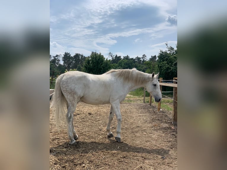 Holsteiner Wallach 15 Jahre 180 cm Schimmel in Steinebrunn
